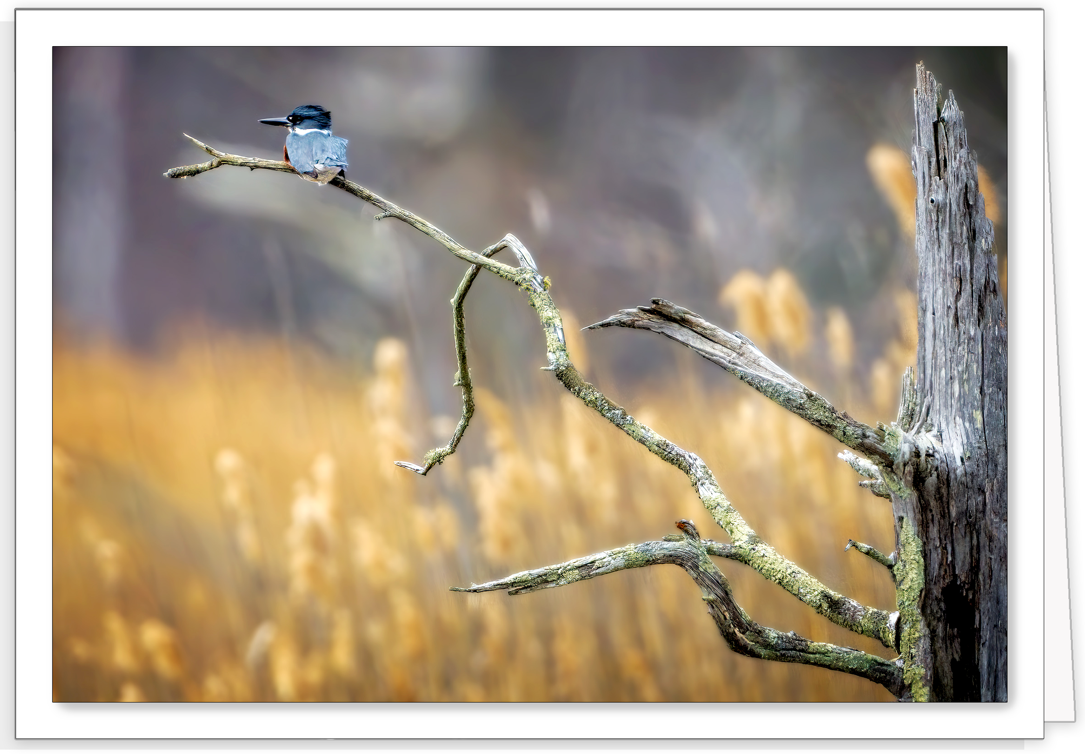 BELTED KINGFISHER OOB FACE.png