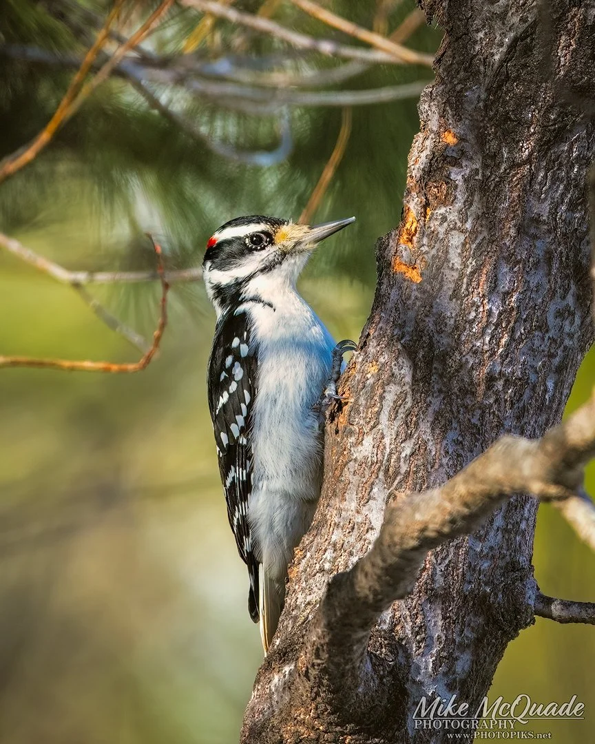 Hairy Woodpecker - male