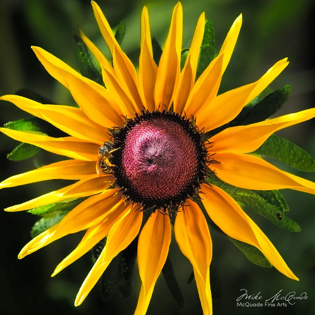 Rudbeckia with Bee
220819-9830