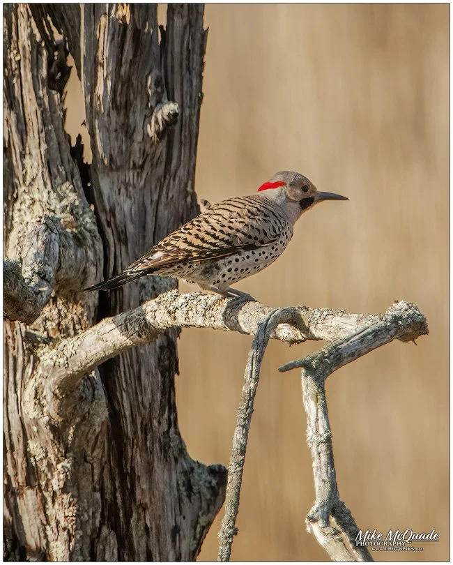Norther Flicker 5643
