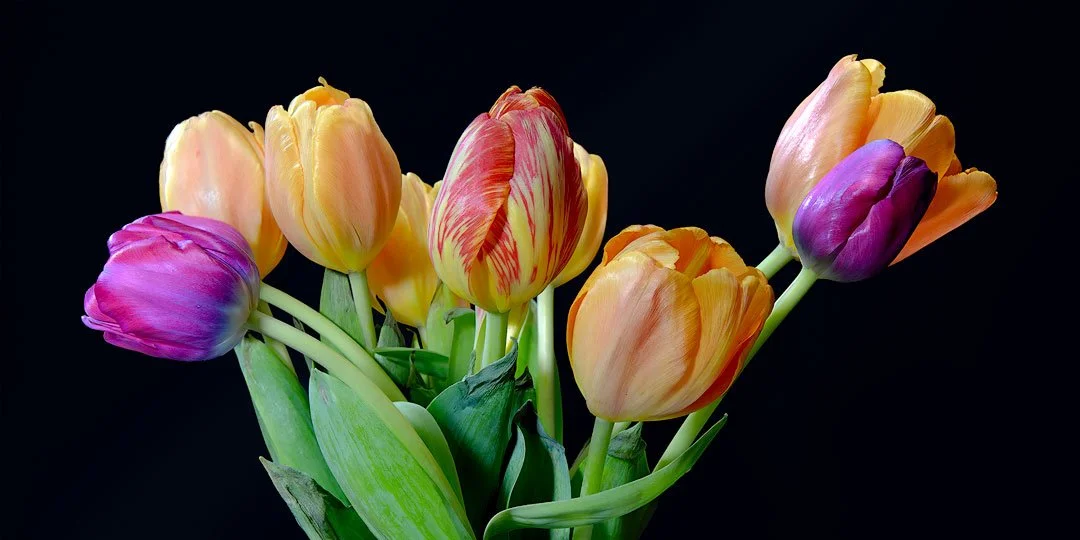 Harmony in Bloom
250513-1227