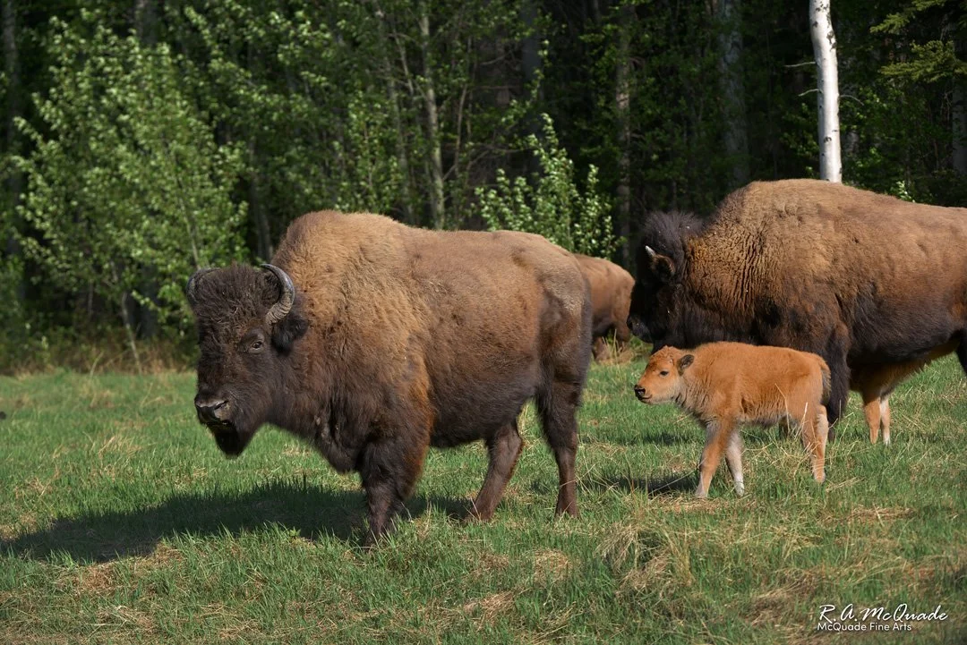 Wild buffalo forage at the meadow edge with their recently born calves