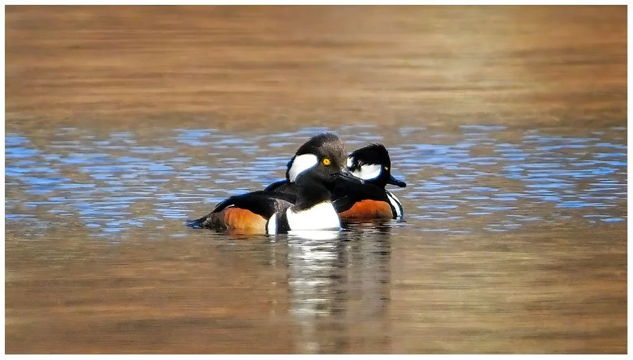 2787-TWO-MERGANSER-MALES