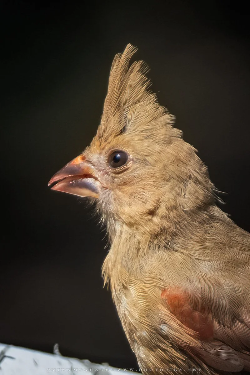 Juvenile Female Northern Cardinal