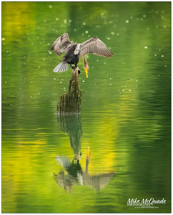 54072-Surprise-Reflections