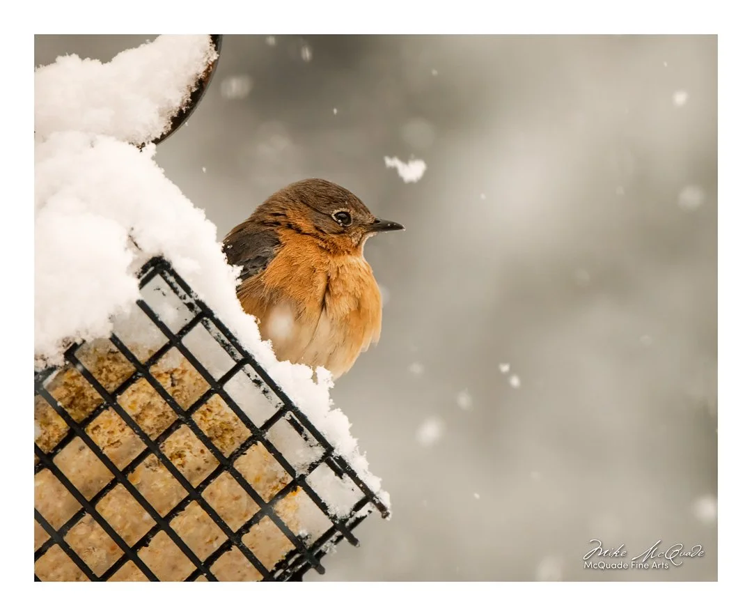 BLUEBIRD CONTEMPLATIONS[8X10 PRINT].jpg