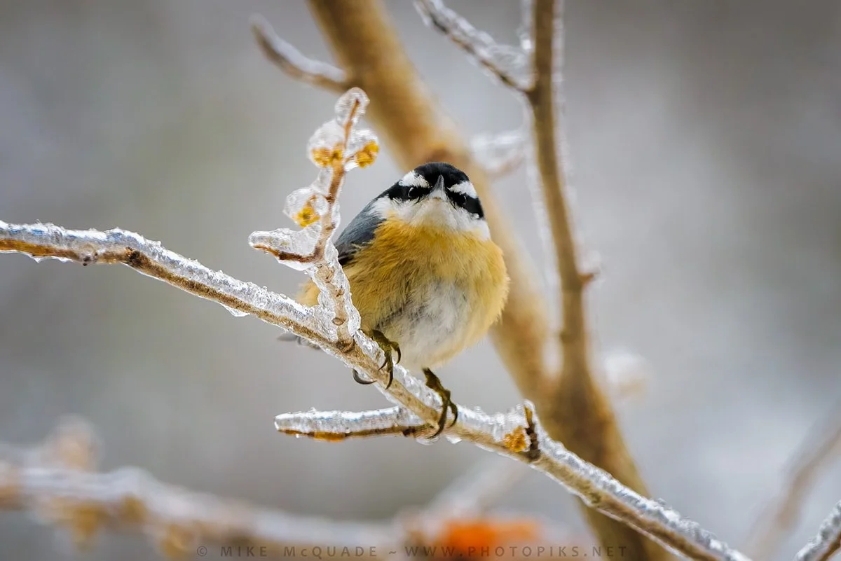Red Breasted Nuthatch on Ice