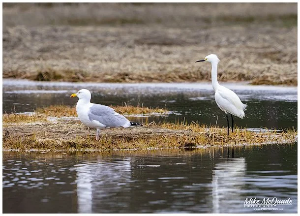 6575-HERRING-GULL-&-SNOWY-EGRET