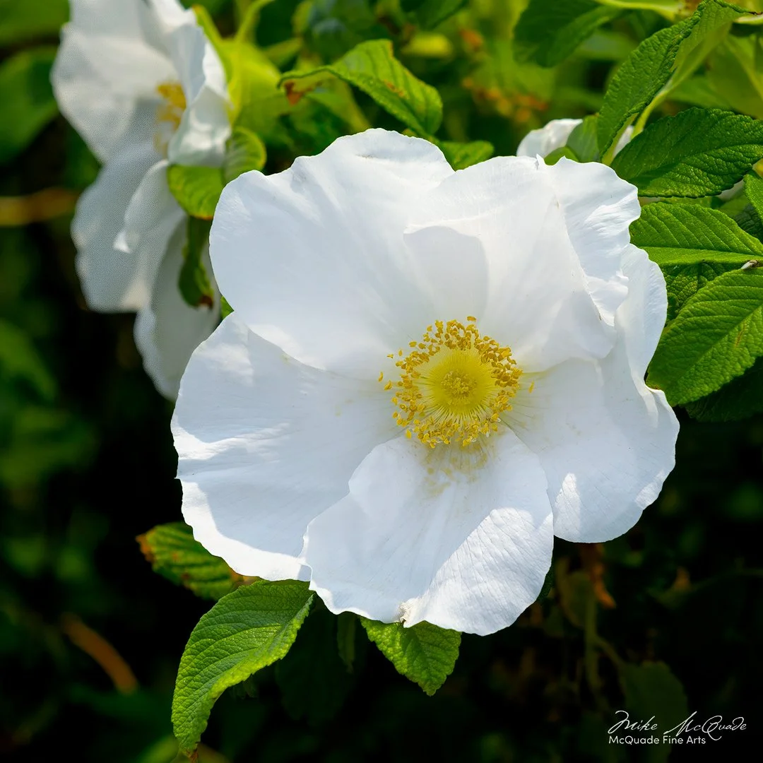 Rosa Ragusa - White
250608-1616