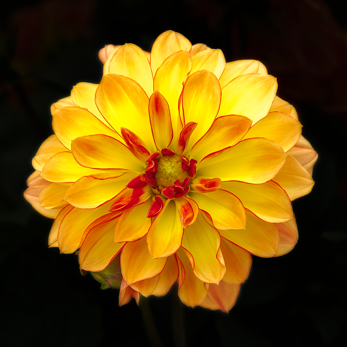 DAHLIA _04_16X16 CANVAS PRINT.png