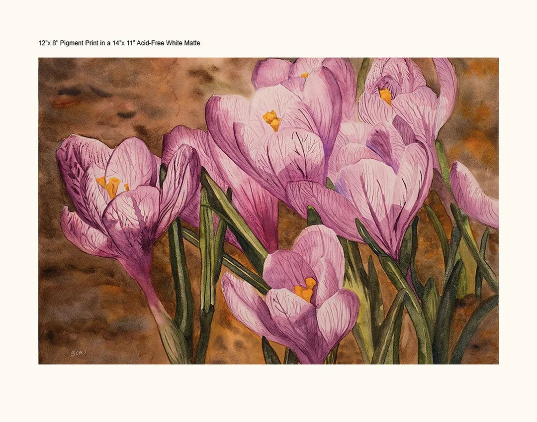11X14-WHITE-MATTE---PURPLE-CROCUS-WC.jpg