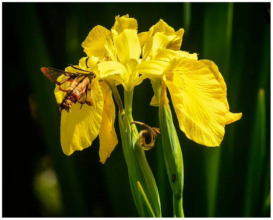 Clearwing Moth on Swamp Iris
220610-0819