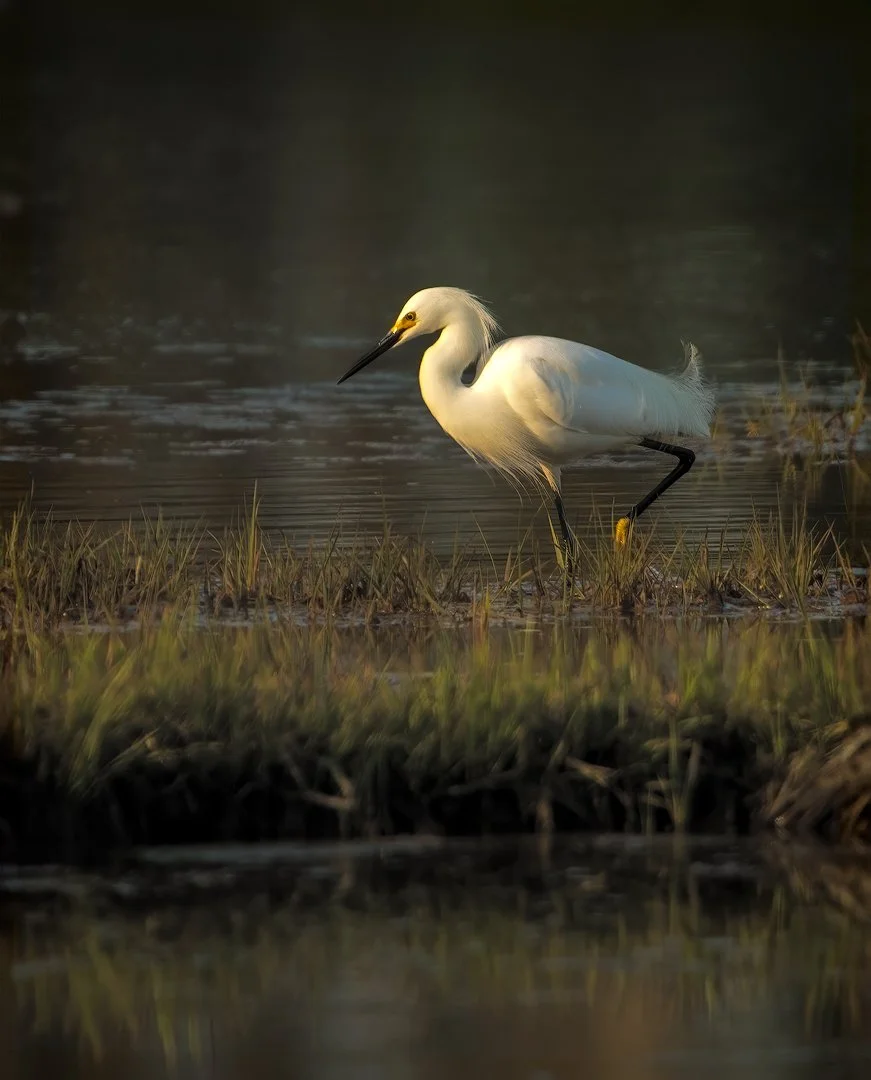 2560-Snowy-Egret-with-Late-Day-Sun