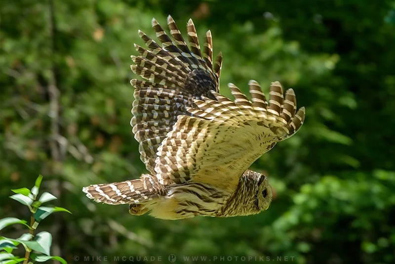 Barred Owl in Flight