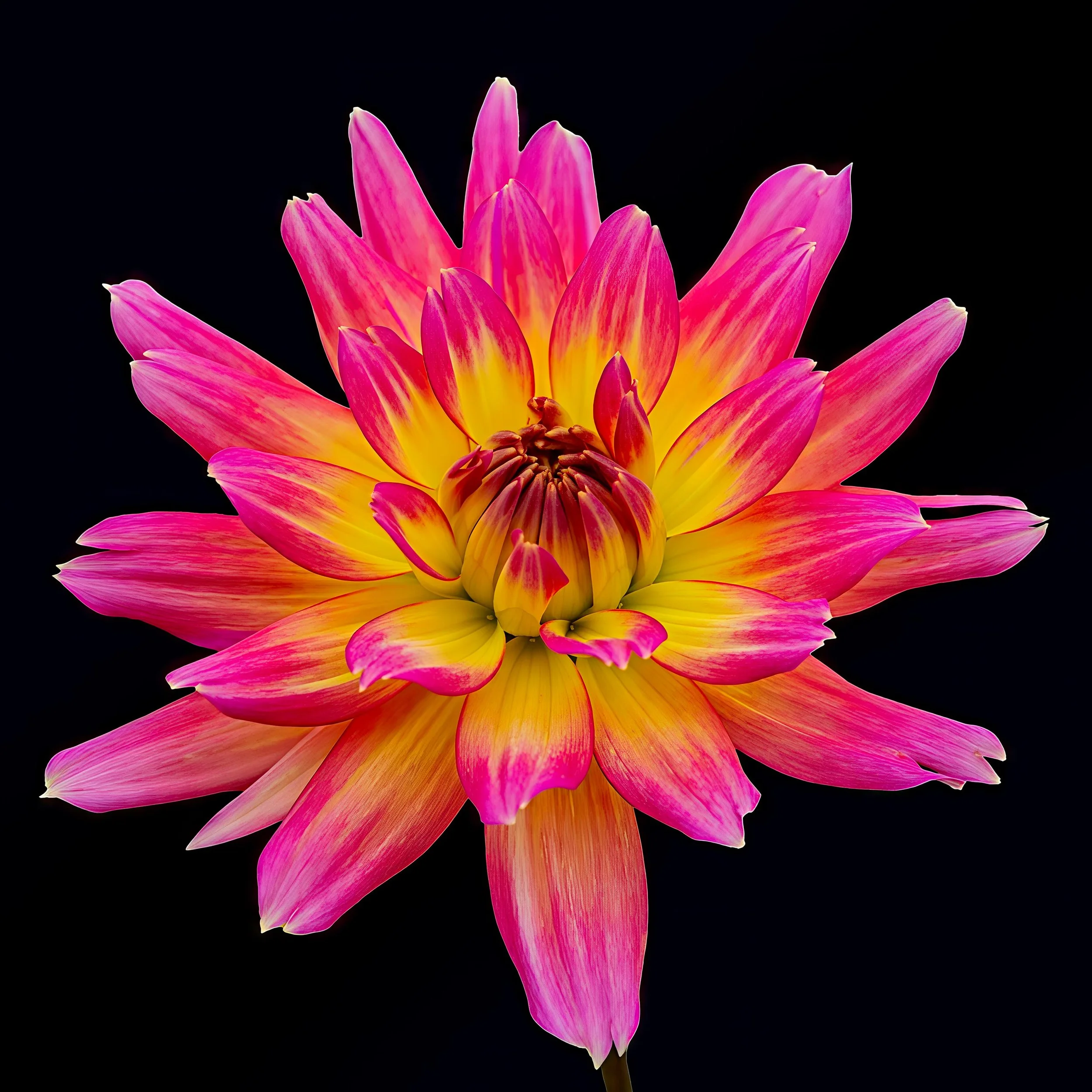 Close-up photograph of a vivid pink and yellow dahlia bloom against a black background.