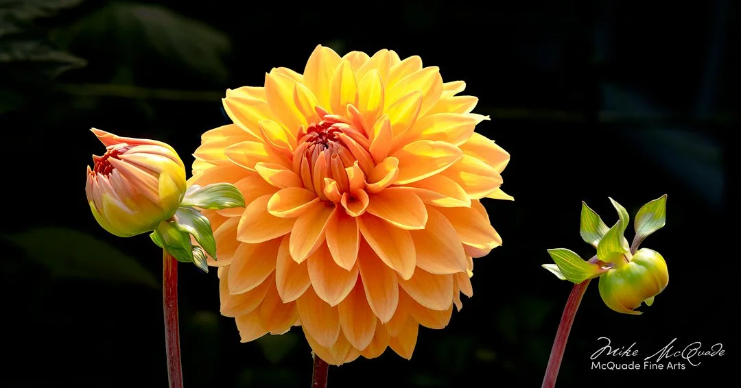 Dahlia #6
18a1671