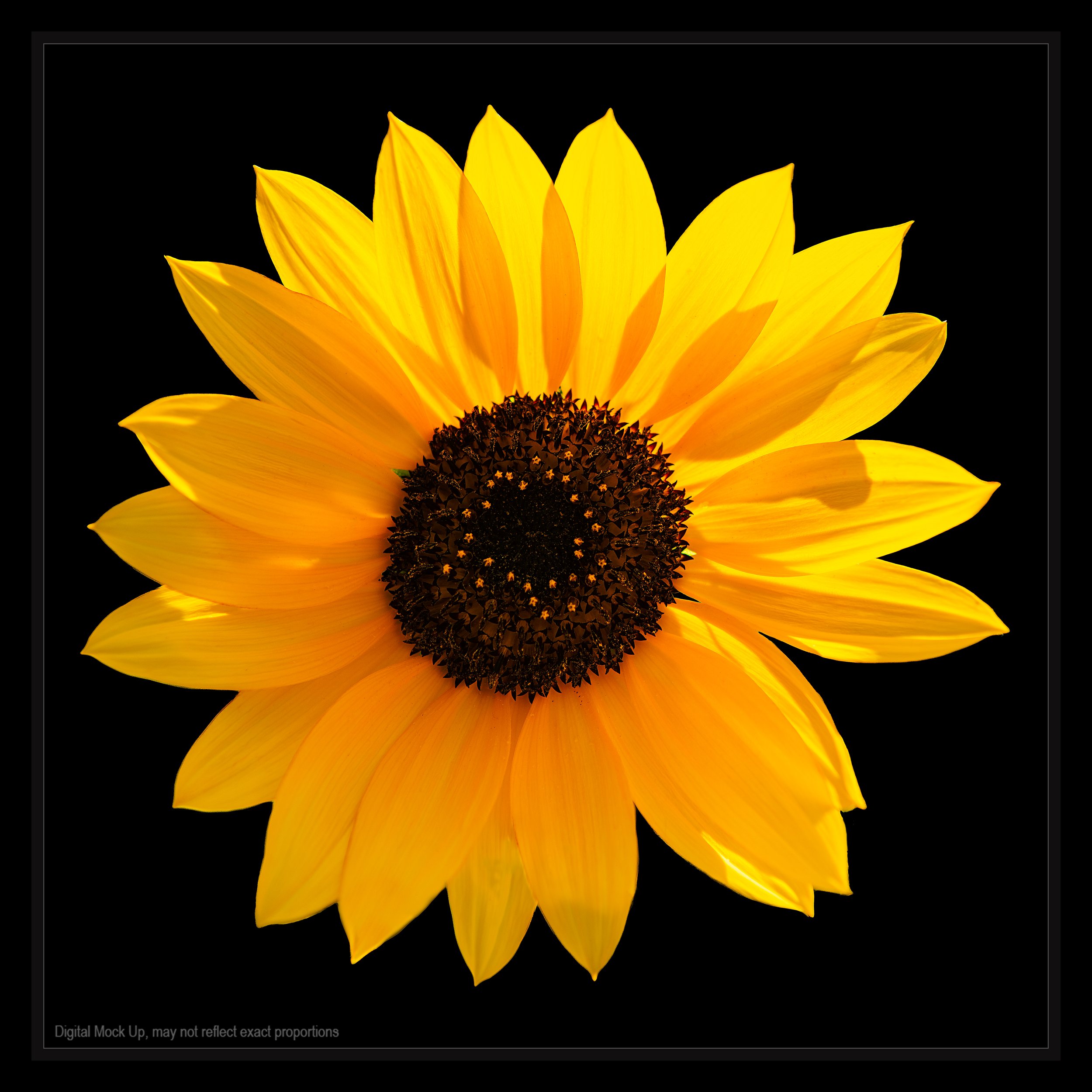 BACKLIT-SUNFLOWER-framed.jpg
