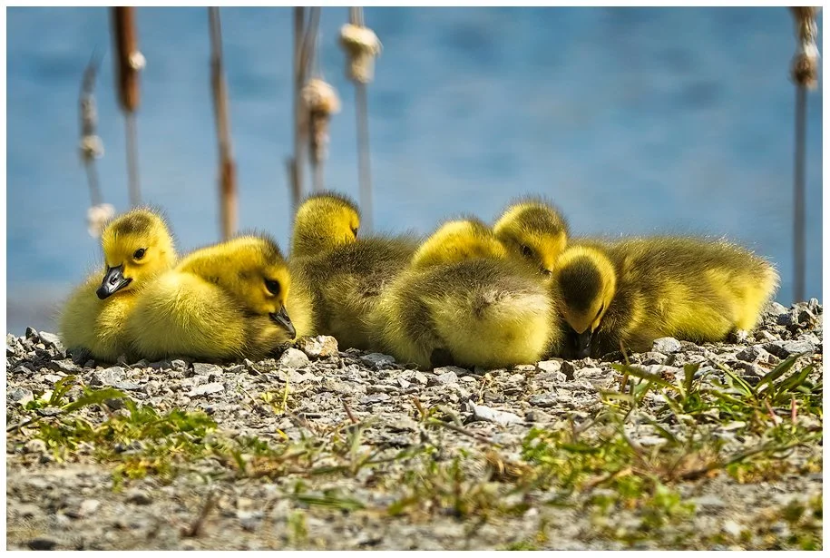 5288-Gaggle-of-Goselings