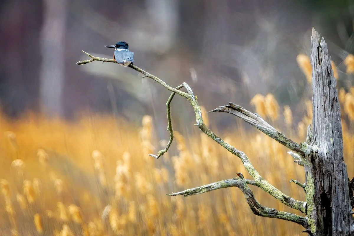 Belted Kingfisher
