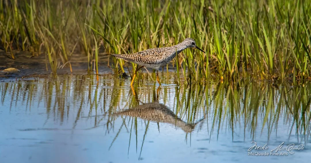 0563-YELLOW-LEG-HUNTING