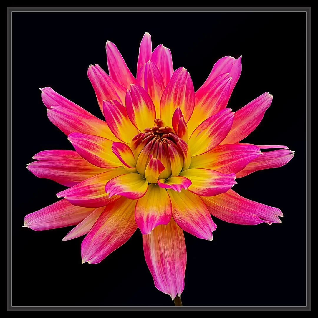 DAHLIA-_03-FRAMED-MOCK-UP.jpg