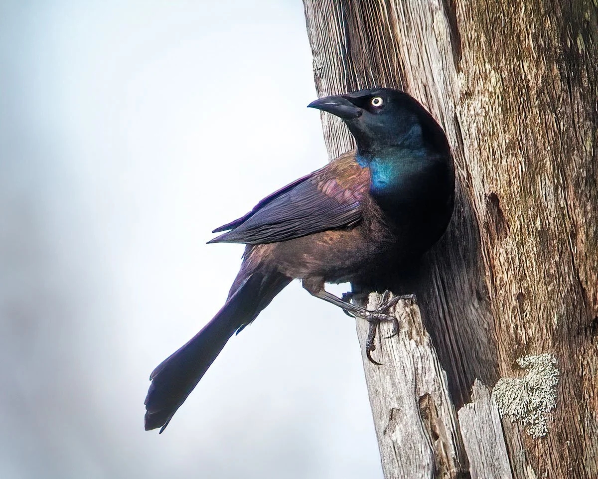 Not So Common Grackle