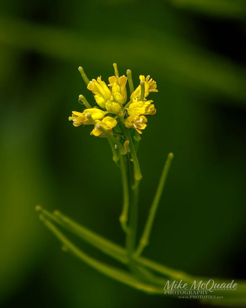 Yellow Weed
240527-3915