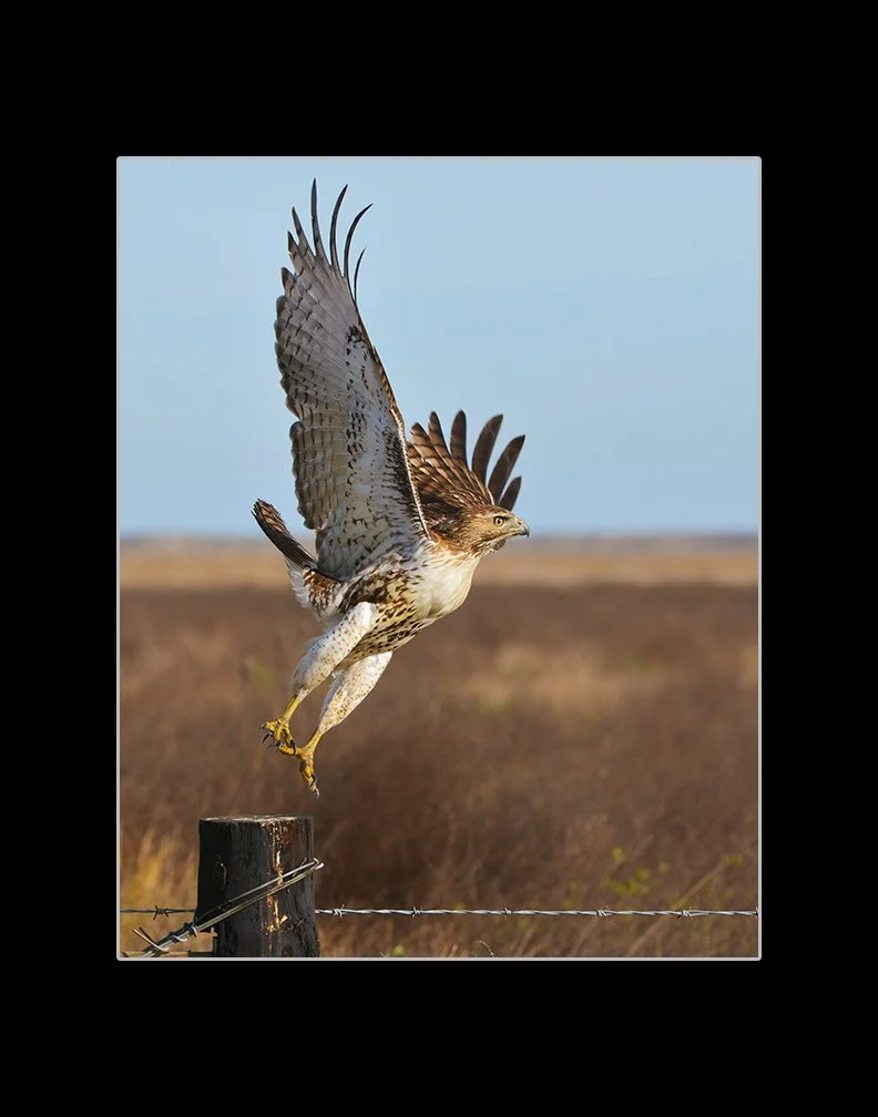 RED-TAIL-HAWK-TAKE-OFF-[8X10-IN-BLACK-11X14].jpg