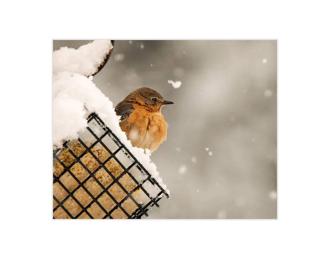 BLUEBIRD CONTEMPLATIONS [10X8 IN 11X14 WHITE MATTE].jpg