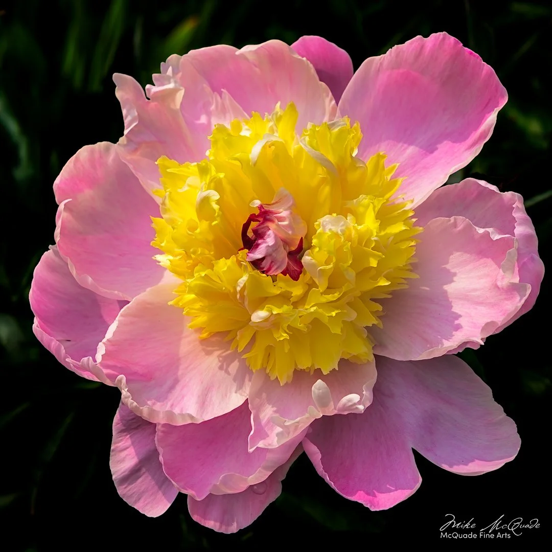 Pink Peony
250608-1830