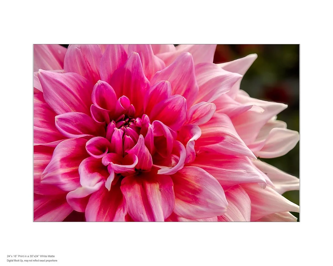 GIANT-PINK-DAHLIA-16X24-PRINT.jpg (Copy)
