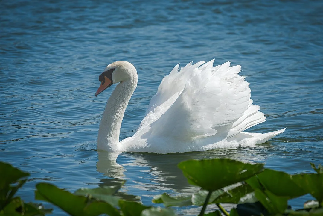 Swan Feath