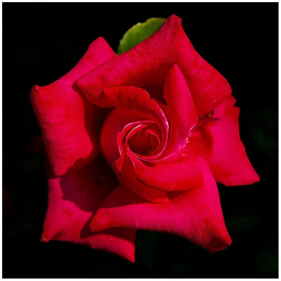 Almost Perfect Rose
220726-7349