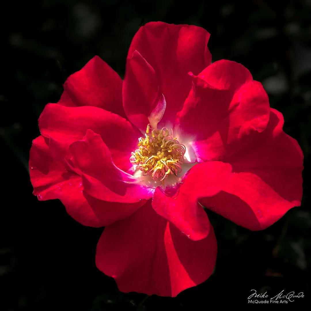 Rosa Ragusa-Red
250608-1647