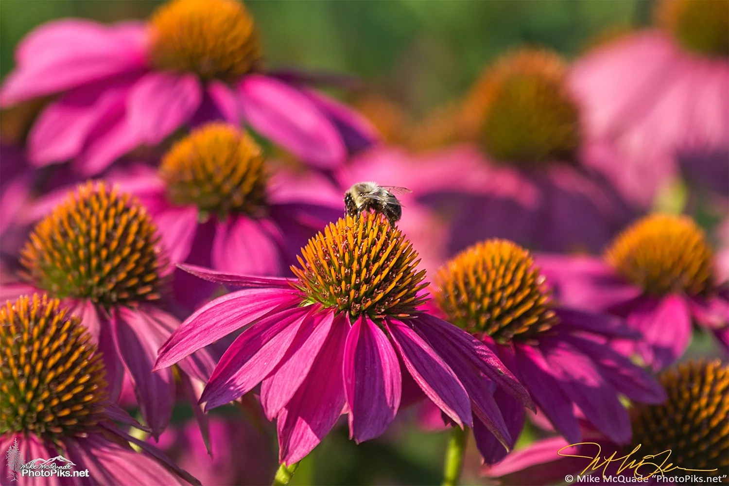 Echinacea with Bee
170821-9186