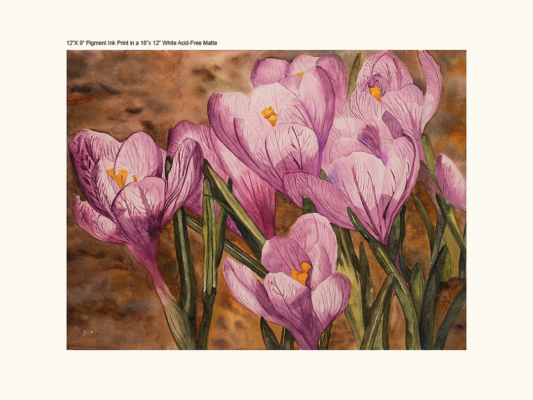 12x16-WHITE-MATTE---PURPLE-CROCUS-WC.jpg