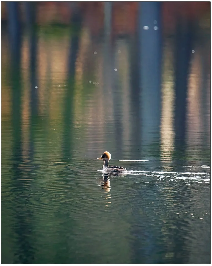 Merganser in Rim Light