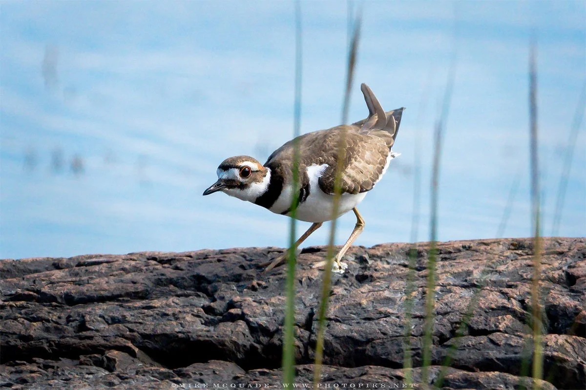 Killdeer Lookout
