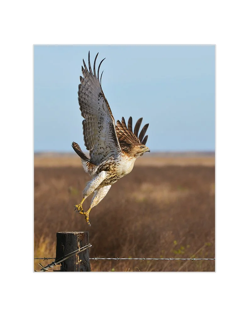 RED-TAIL-HAWK-TAKE-OFF-[8X10-IN-WHT-11X14].jpg