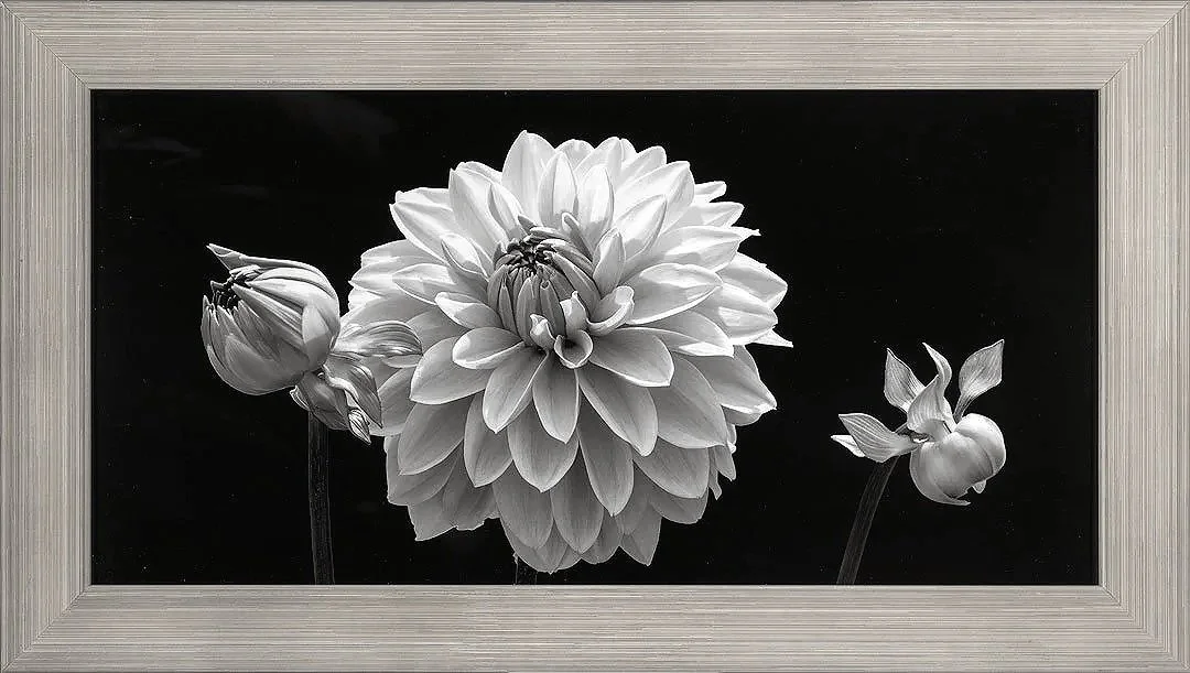 WEB-DAHLIA--6-FRAMED-%5B1080%4072%5D.jpg