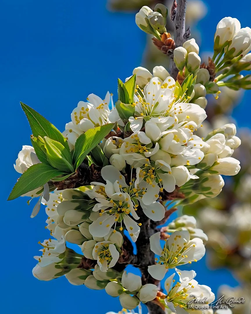 Full Bloom
250508-0702