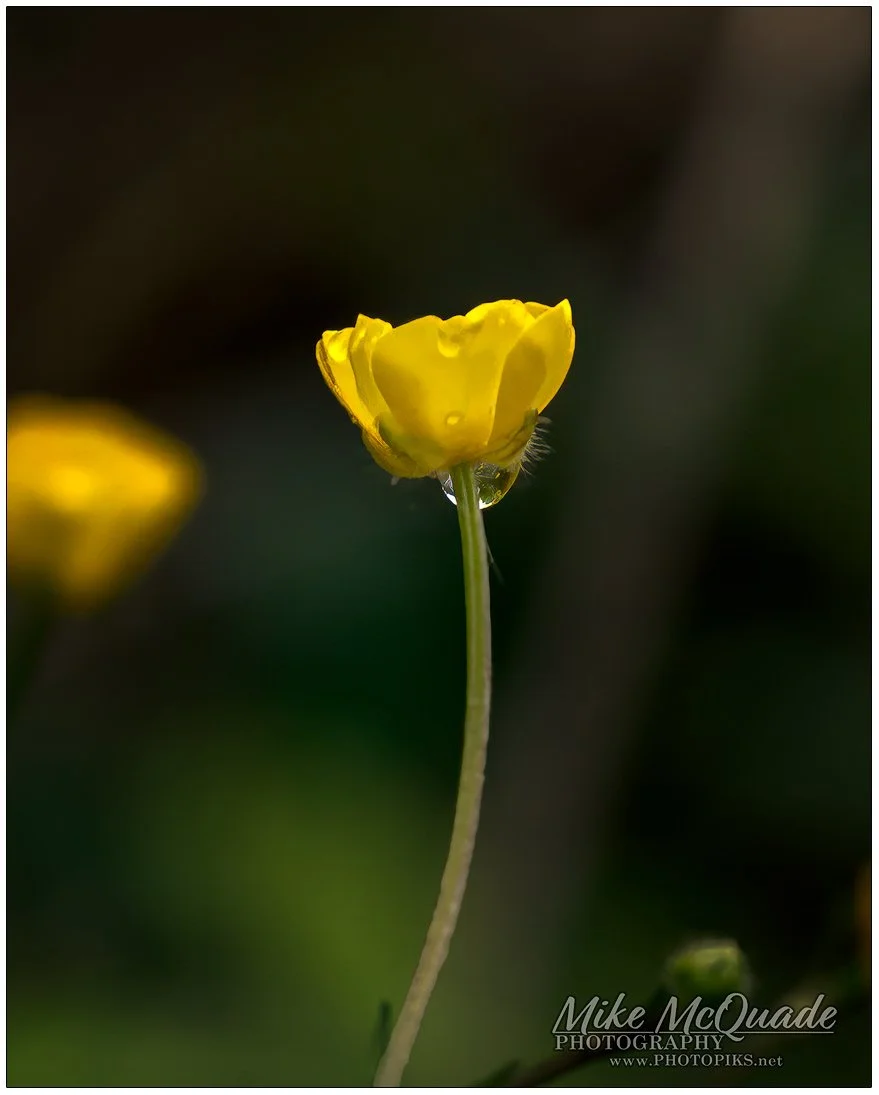 Look Up Buttercup
240527-3973