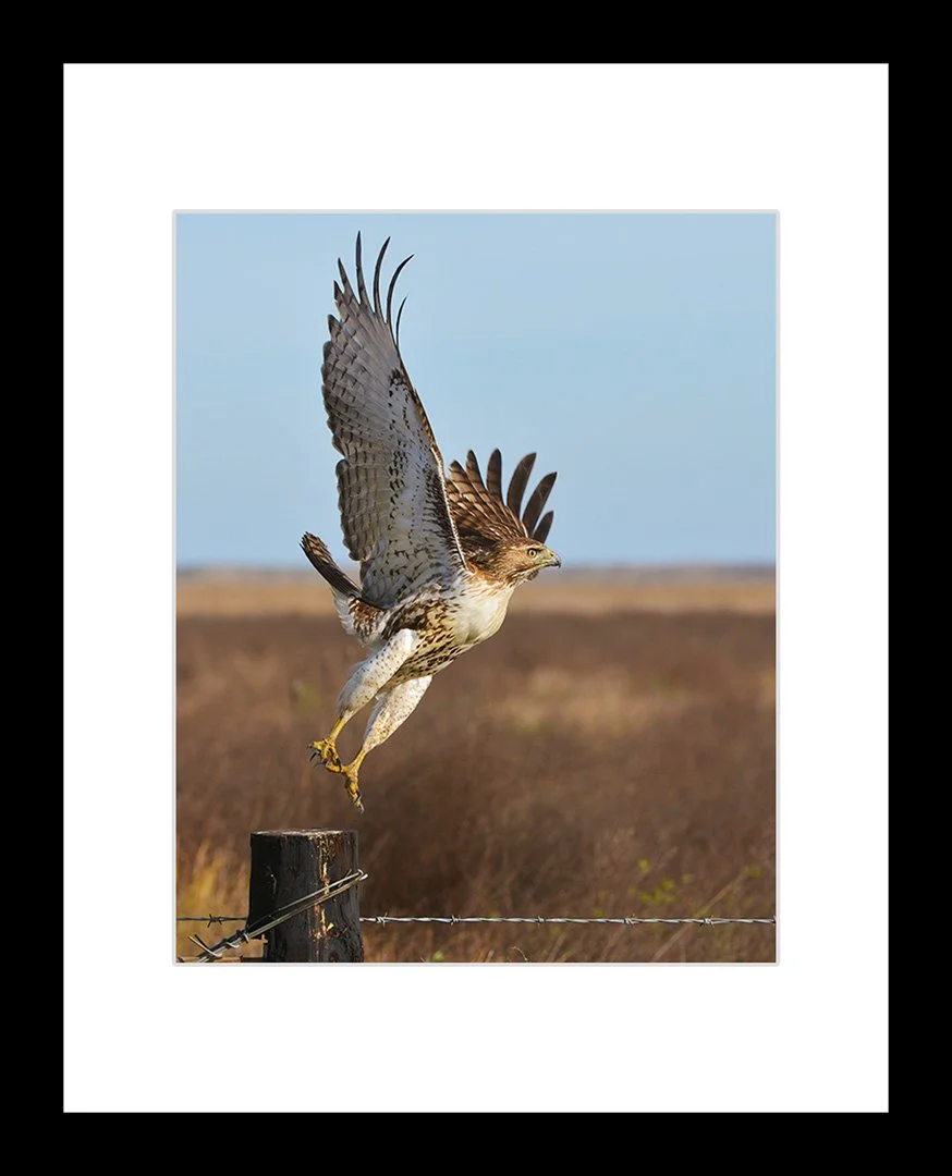 RED-TAIL-HAWK-TAKE-OFF-[8X10-IN-WHT-framed mock up.jpg