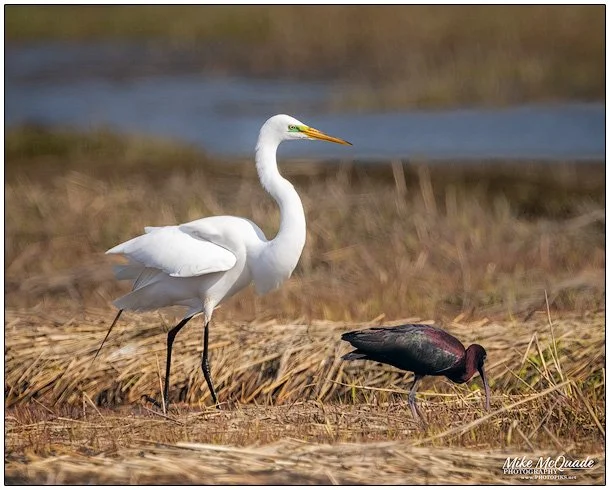 6020-Greater-Egret-with-Glossy-Ibis