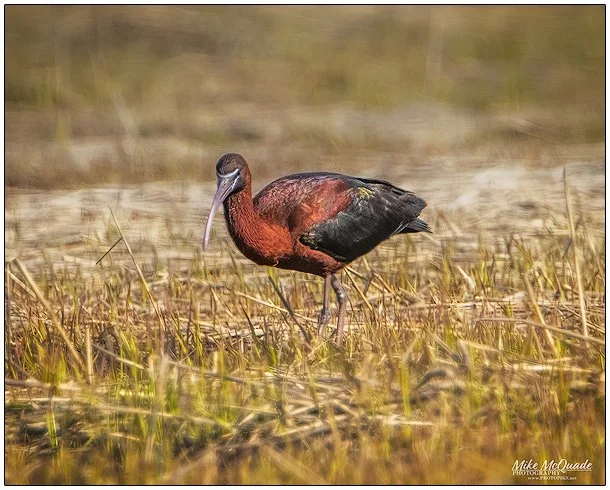 5845-GLOSSY-IBIS-2