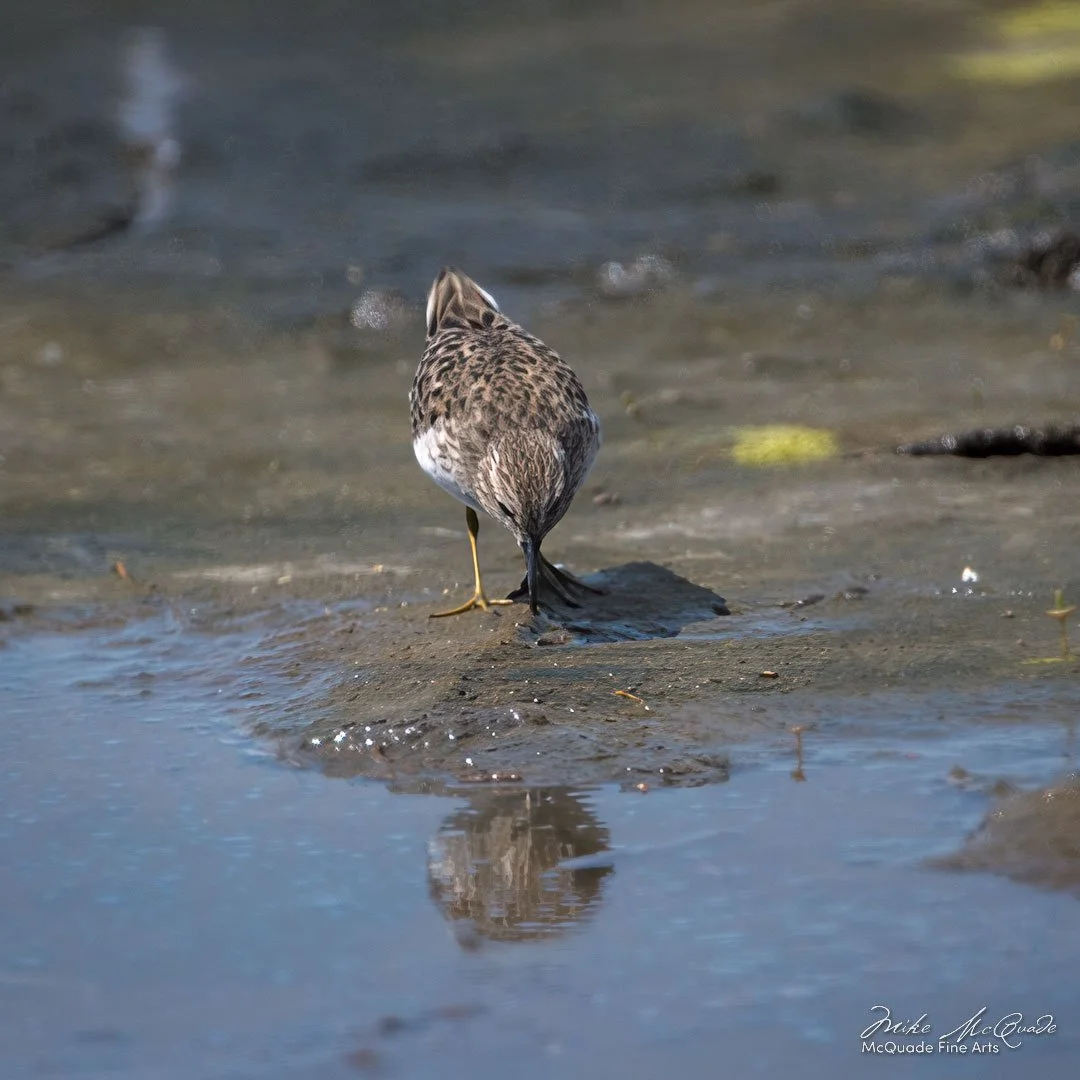 0542-FORAGING-YELLOW-LEG