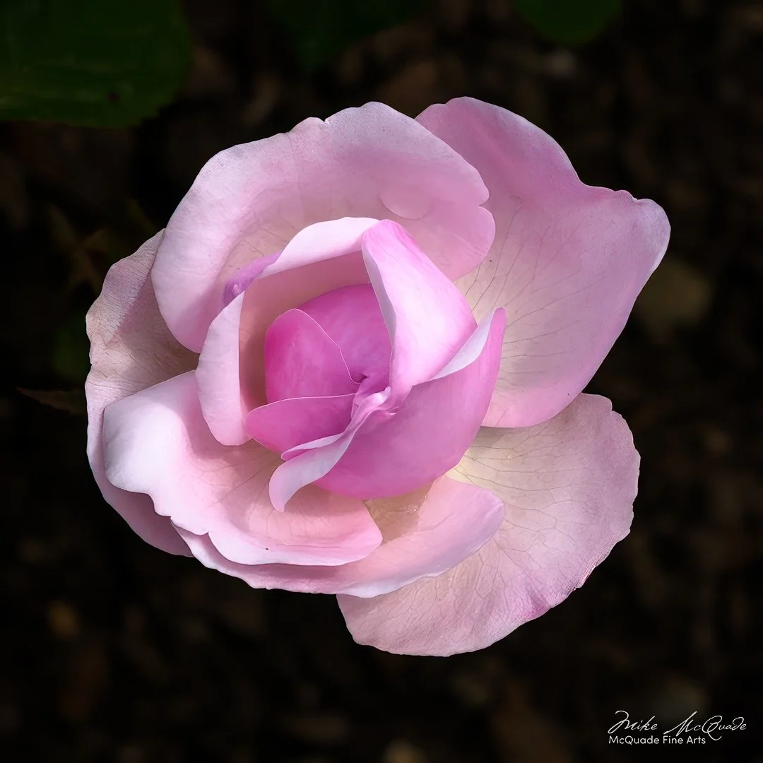 Pink Rose
250608