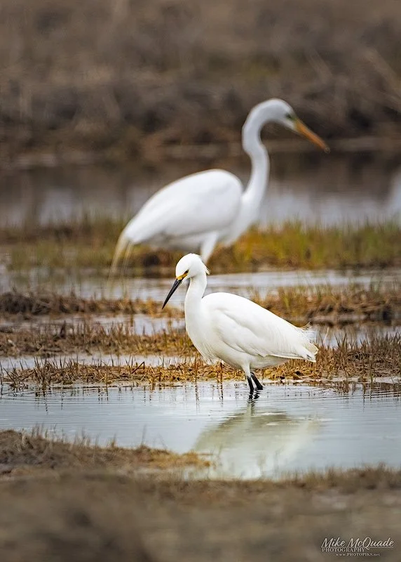 6618-SNOWY-EGRET