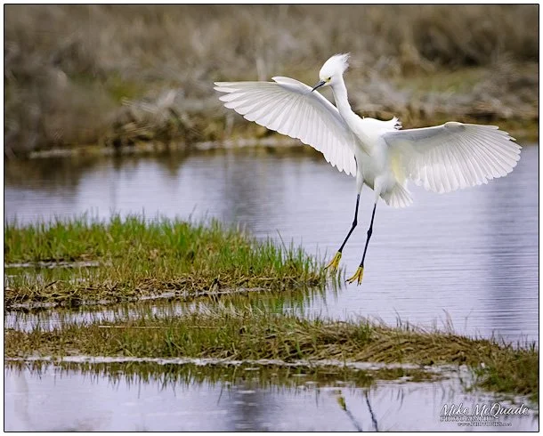 6599-SNOWY-EGRET-LANDING