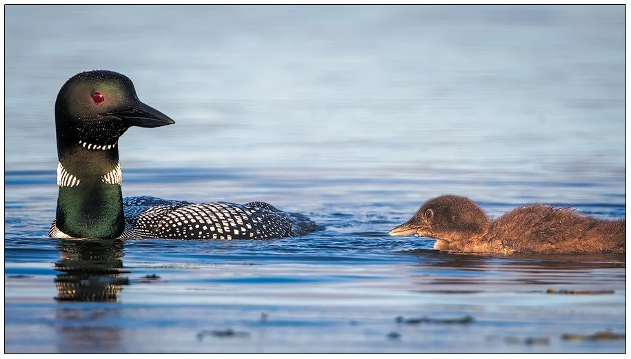 Female Loon with Chick